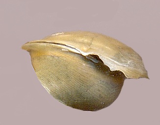 brachiopoda